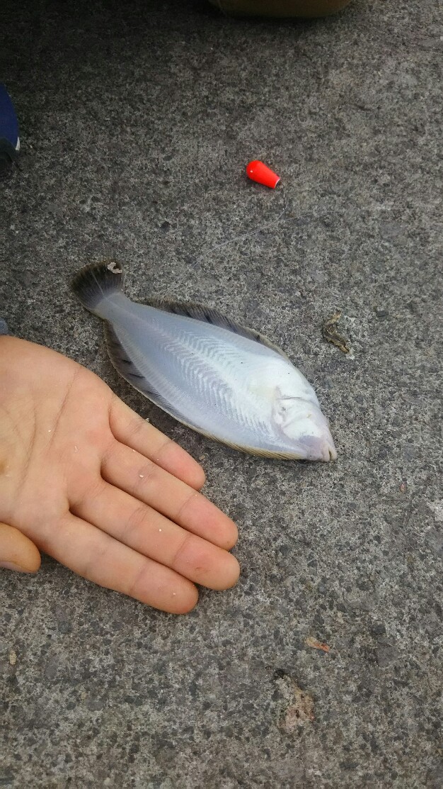 f:id:flyfisher417:20190917180837j:plain