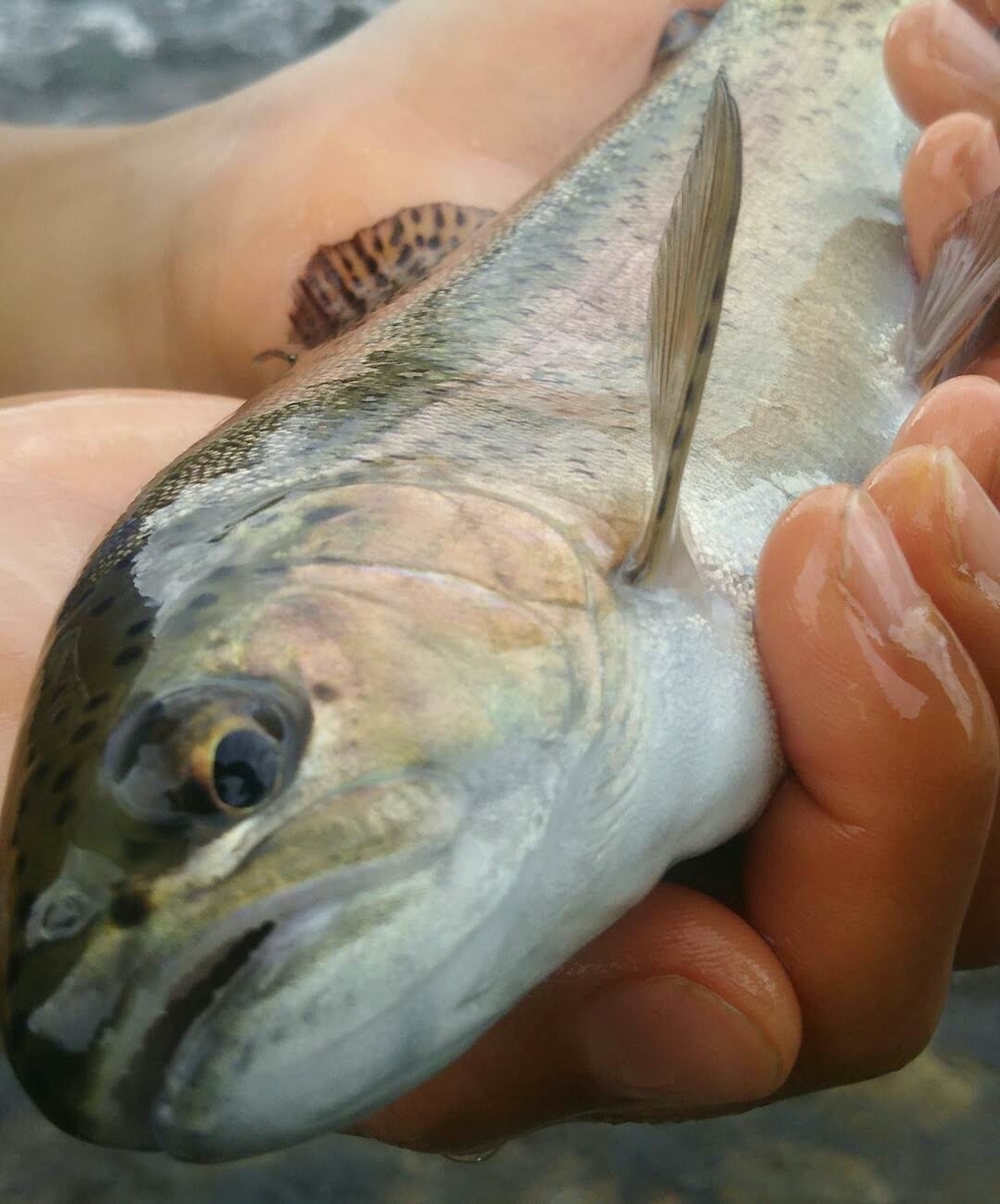 f:id:flyfisher417:20190926201716j:plain
