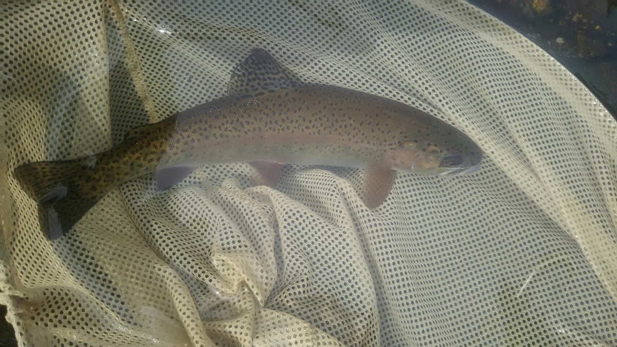 f:id:flyfisher417:20190927124941j:plain