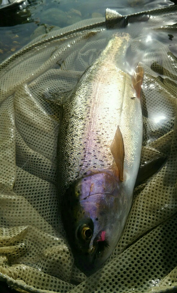 f:id:flyfisher417:20190927125030j:plain