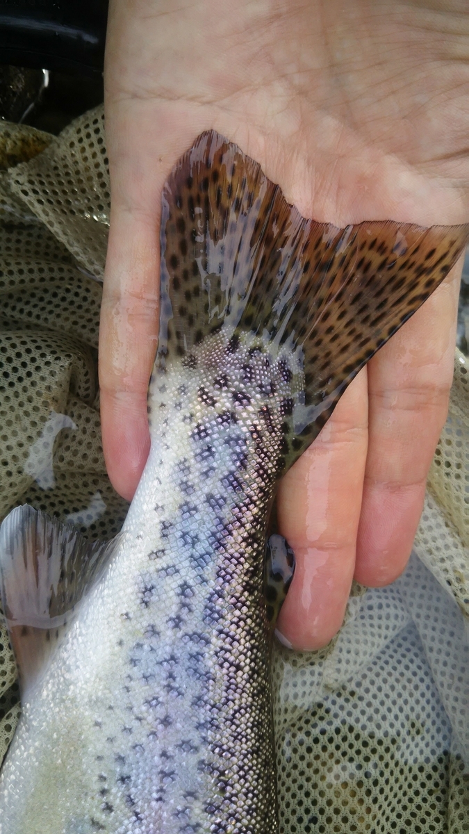 f:id:flyfisher417:20190927180925j:plain