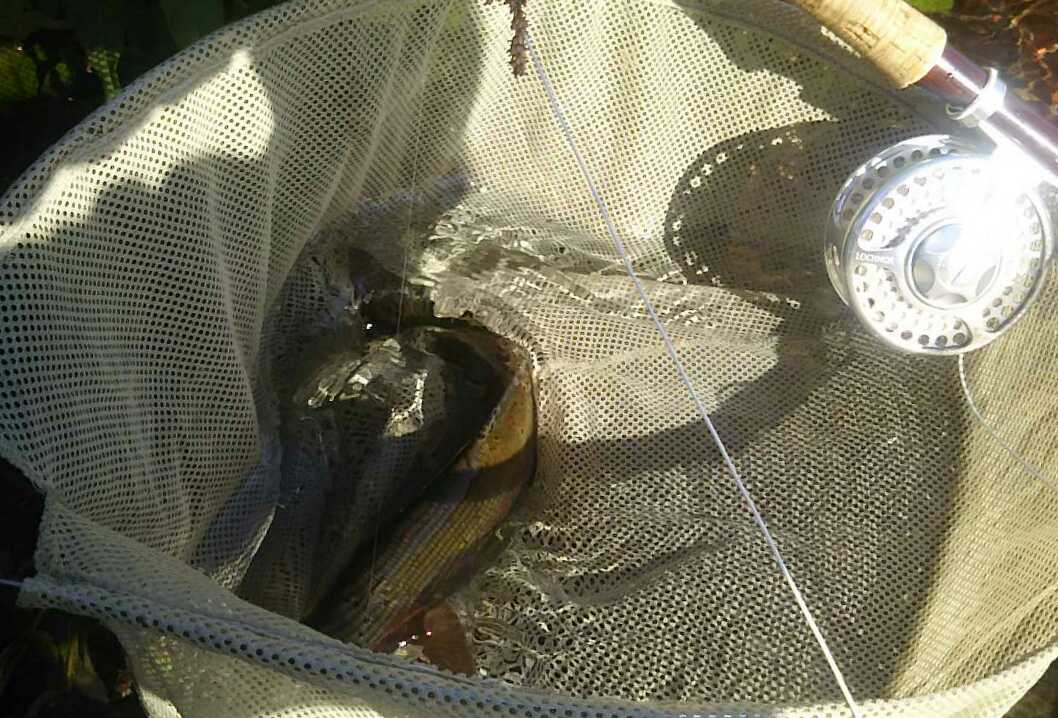 f:id:flyfisher417:20190930125839j:plain