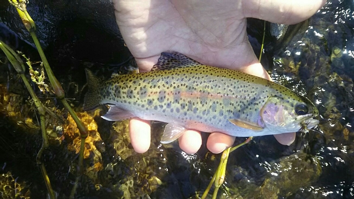 f:id:flyfisher417:20190930202135j:plain