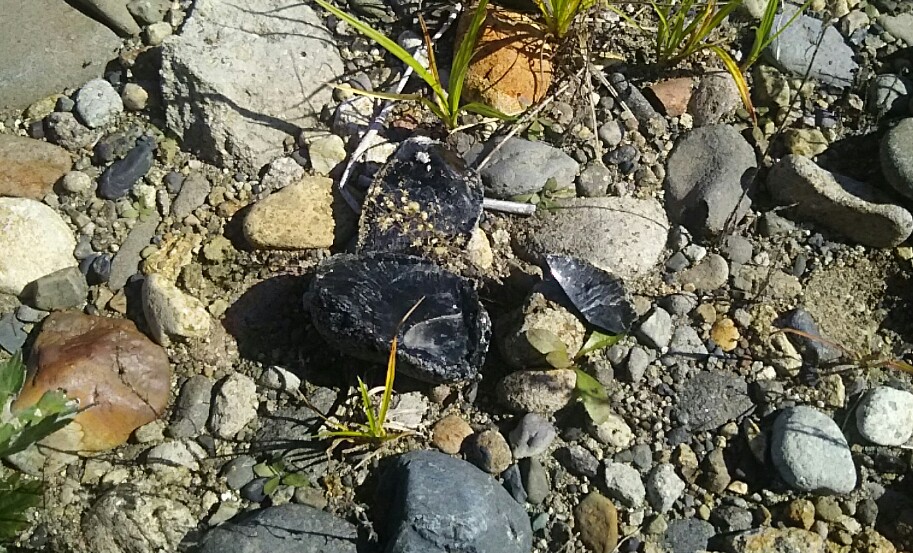 f:id:flyfisher417:20190930202411j:plain