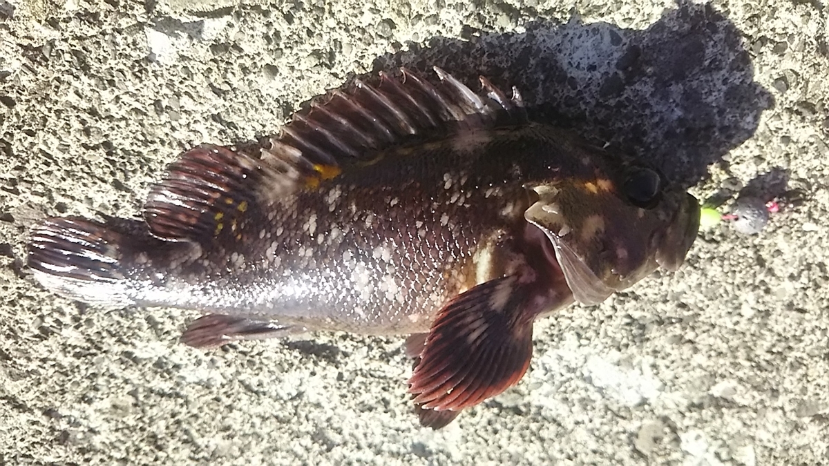 f:id:flyfisher417:20191015124428j:plain