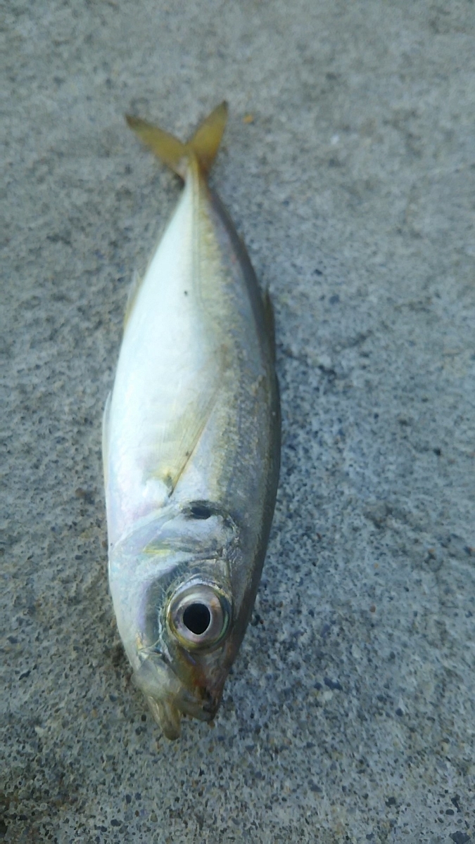 f:id:flyfisher417:20191025214933j:plain