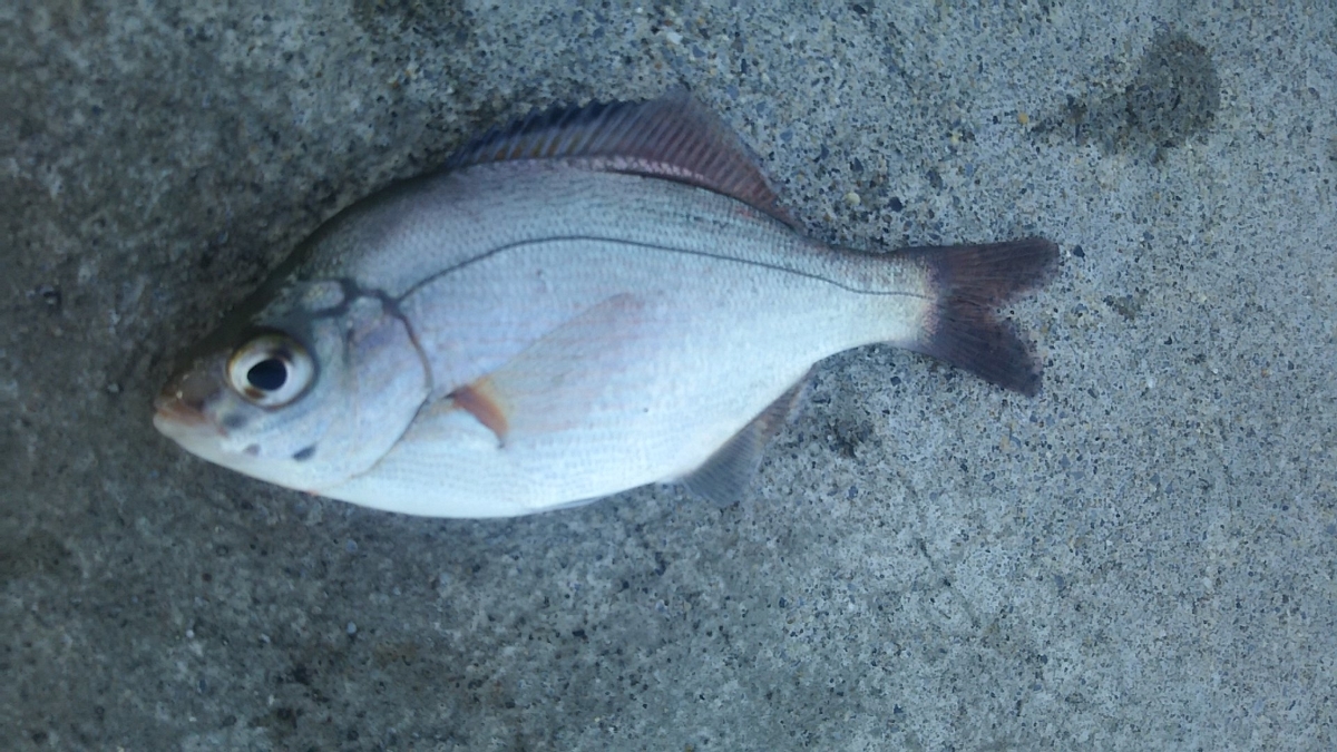 f:id:flyfisher417:20191025214959j:plain