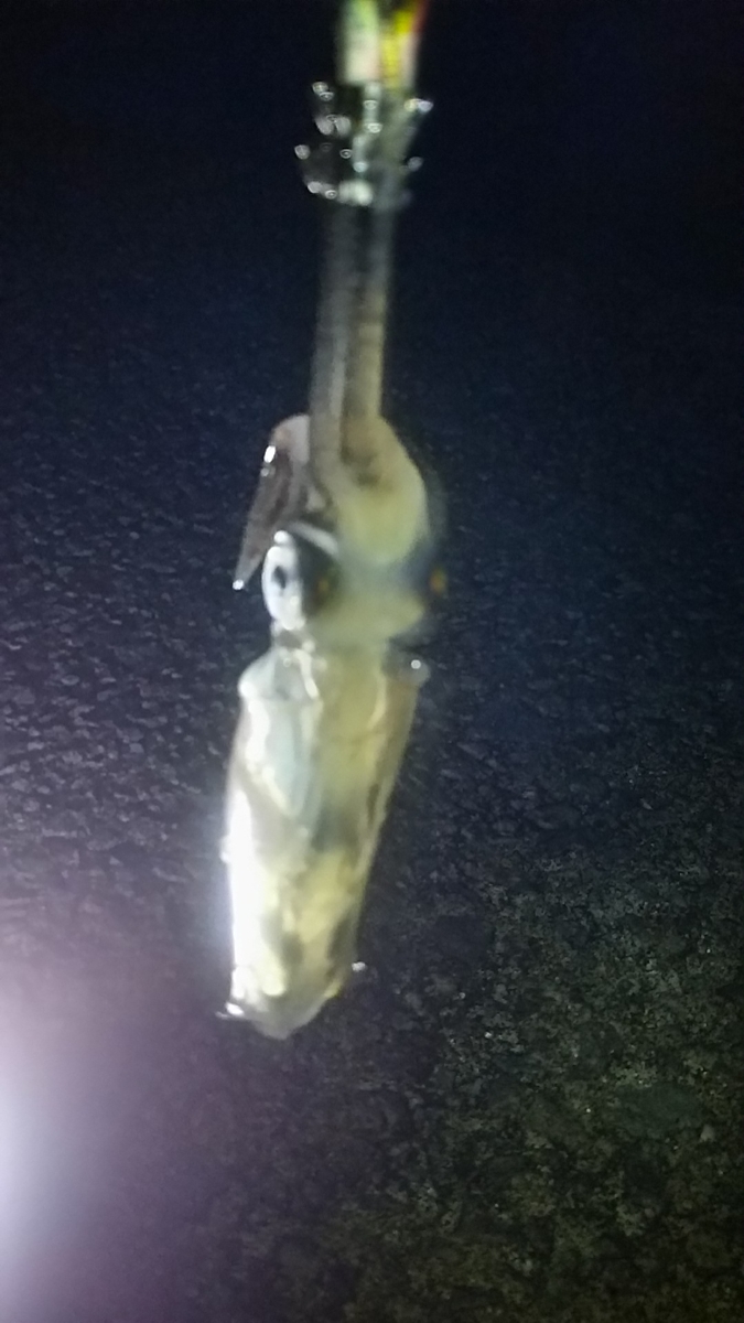 f:id:flyfisher417:20191111174049j:plain f:id:flyfisher417:20191111174049j:plain