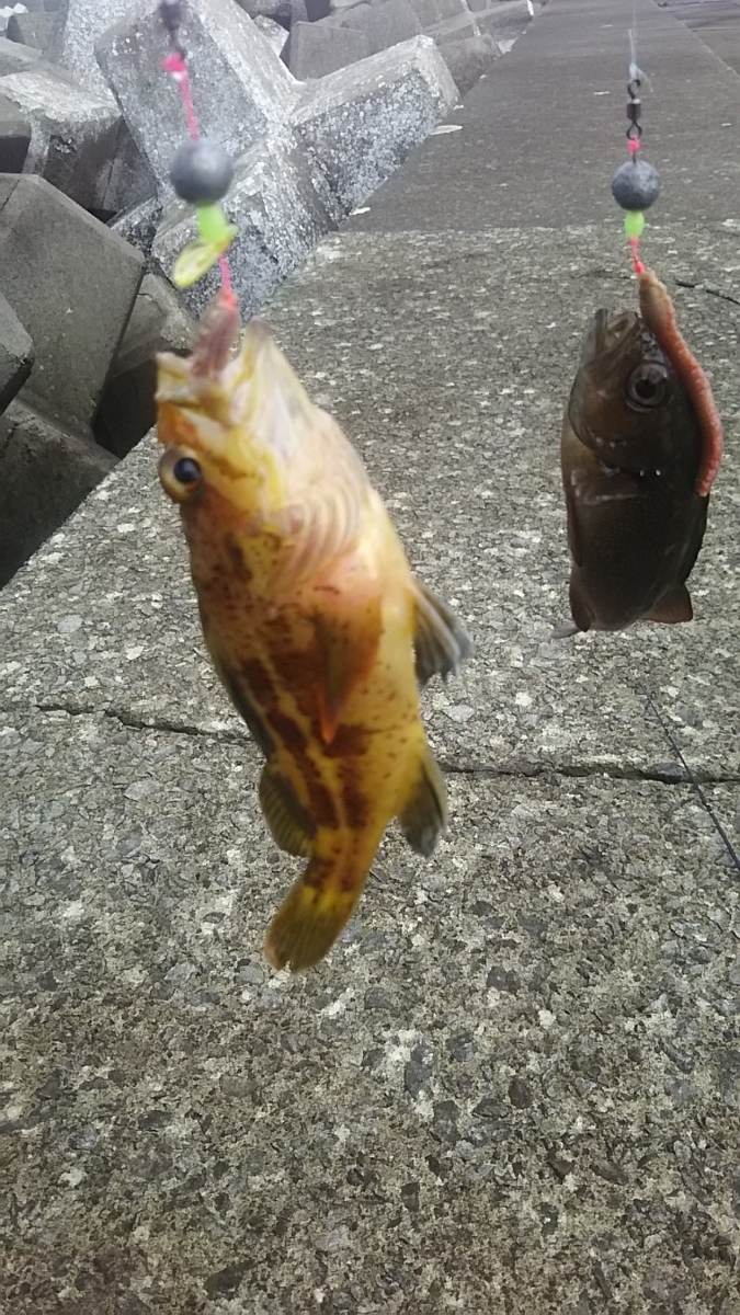 f:id:flyfisher417:20191111174325j:plain f:id:flyfisher417:20191111174325j:plain