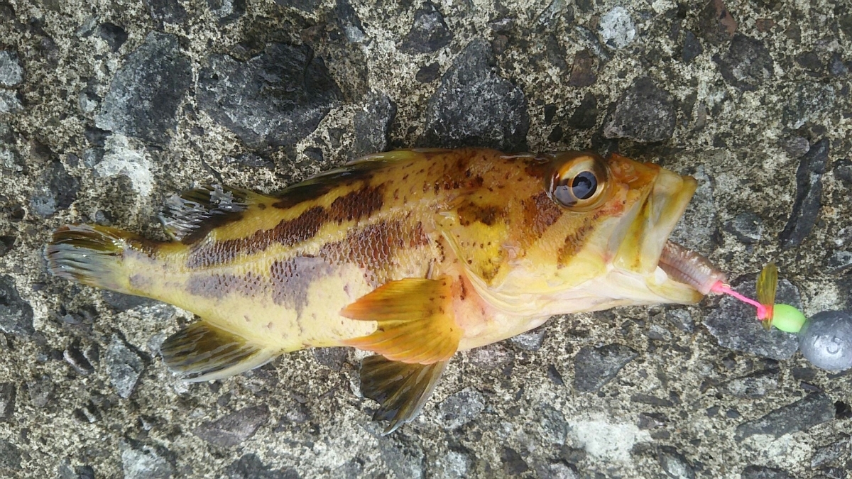 f:id:flyfisher417:20191111174353j:plain f:id:flyfisher417:20191111174353j:plain