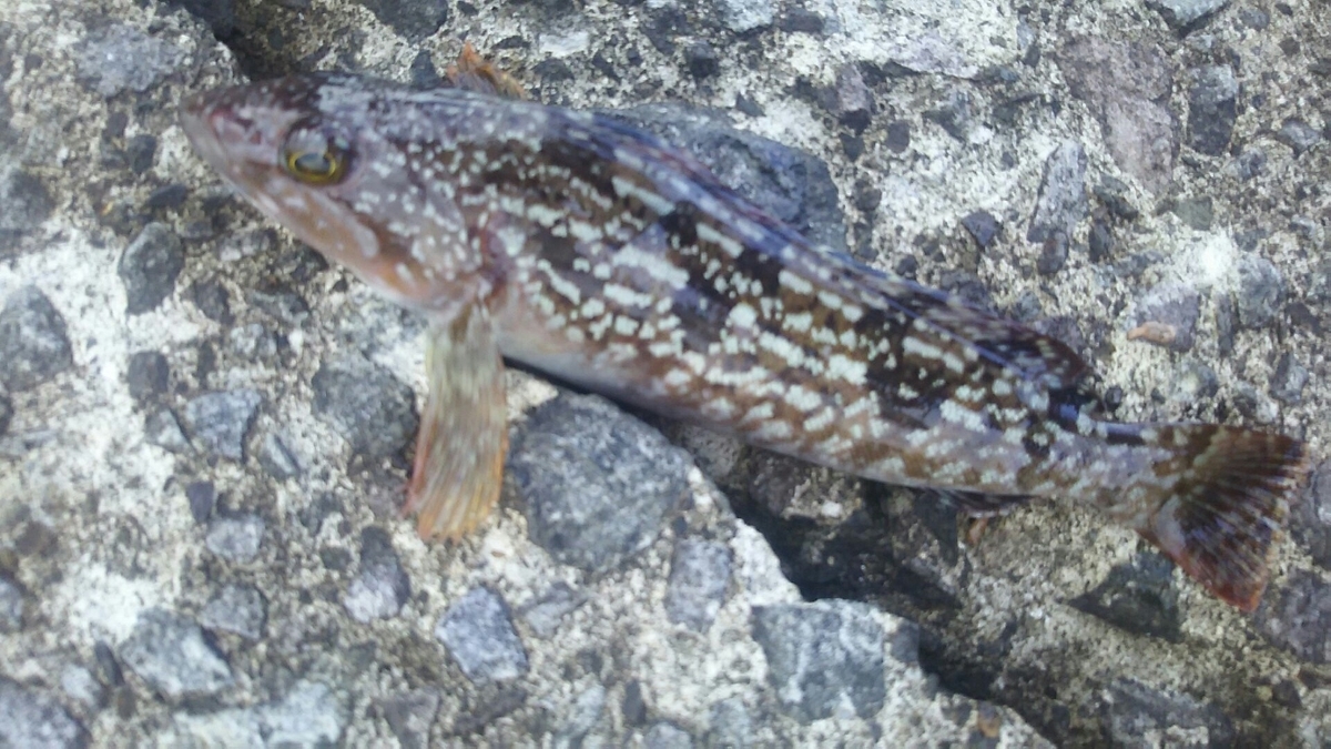 f:id:flyfisher417:20191111174511j:plain f:id:flyfisher417:20191111174511j:plain