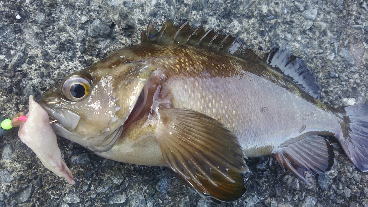 f:id:flyfisher417:20191111174604j:plain f:id:flyfisher417:20191111174604j:plain