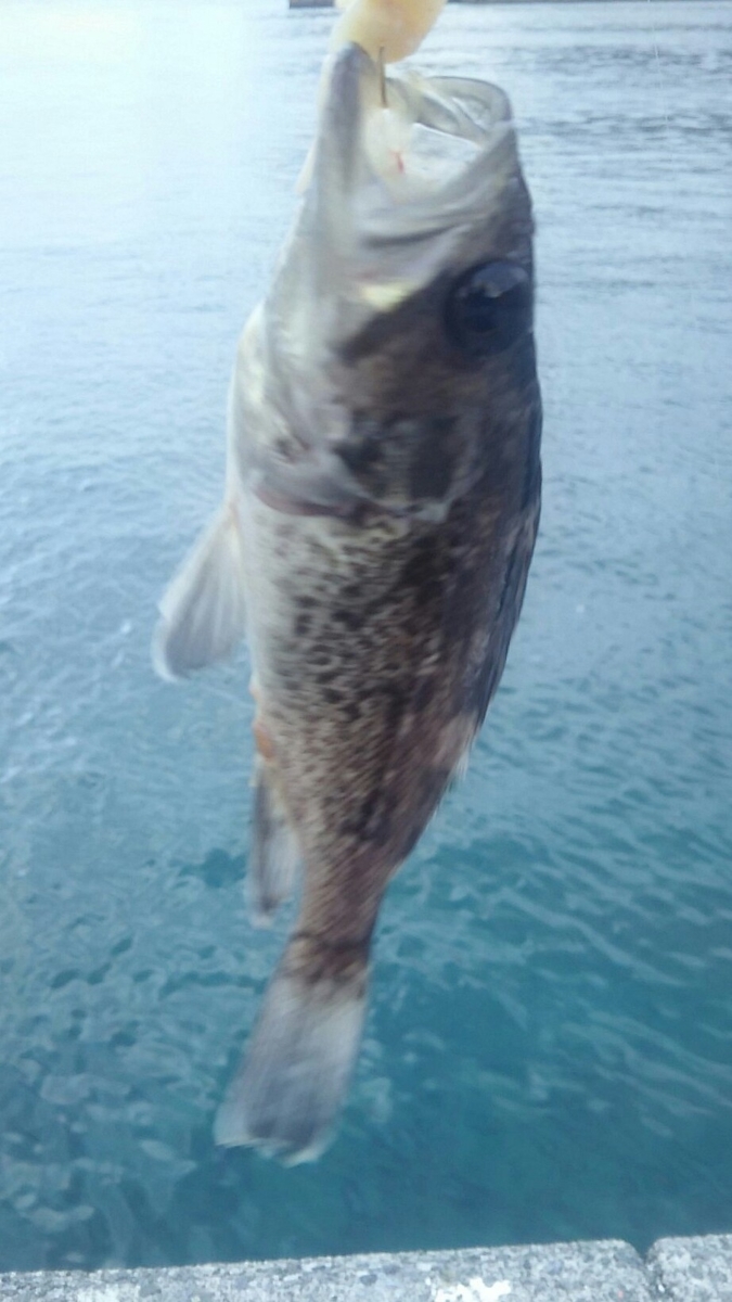 f:id:flyfisher417:20191111174625j:plain f:id:flyfisher417:20191111174625j:plain
