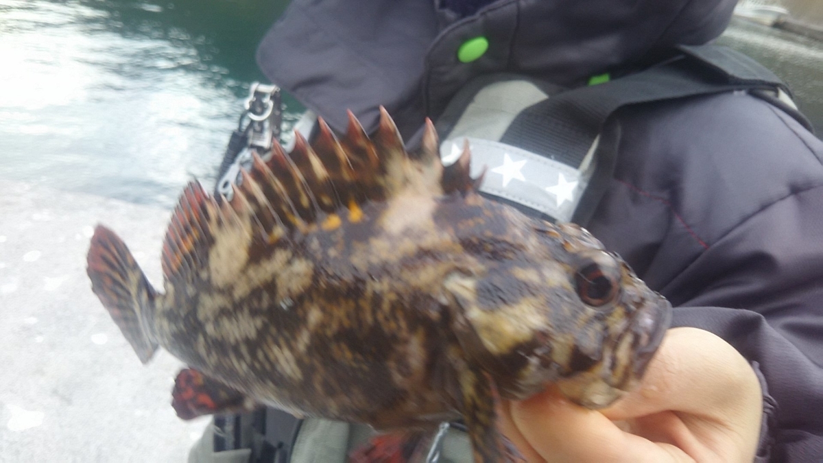 f:id:flyfisher417:20191111174655j:plain f:id:flyfisher417:20191111174655j:plain