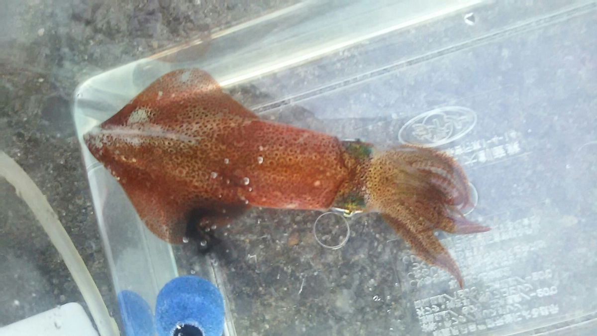 f:id:flyfisher417:20191111174942j:plain f:id:flyfisher417:20191111174942j:plain