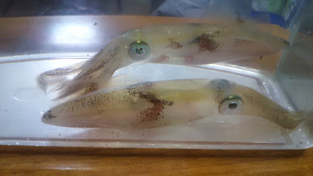 f:id:flyfisher417:20191111175046j:plain f:id:flyfisher417:20191111175046j:plain