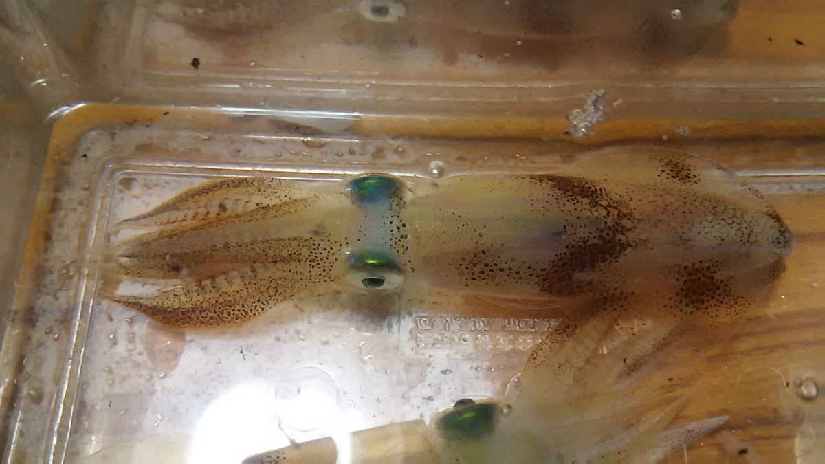 f:id:flyfisher417:20191111175104j:plain f:id:flyfisher417:20191111175104j:plain