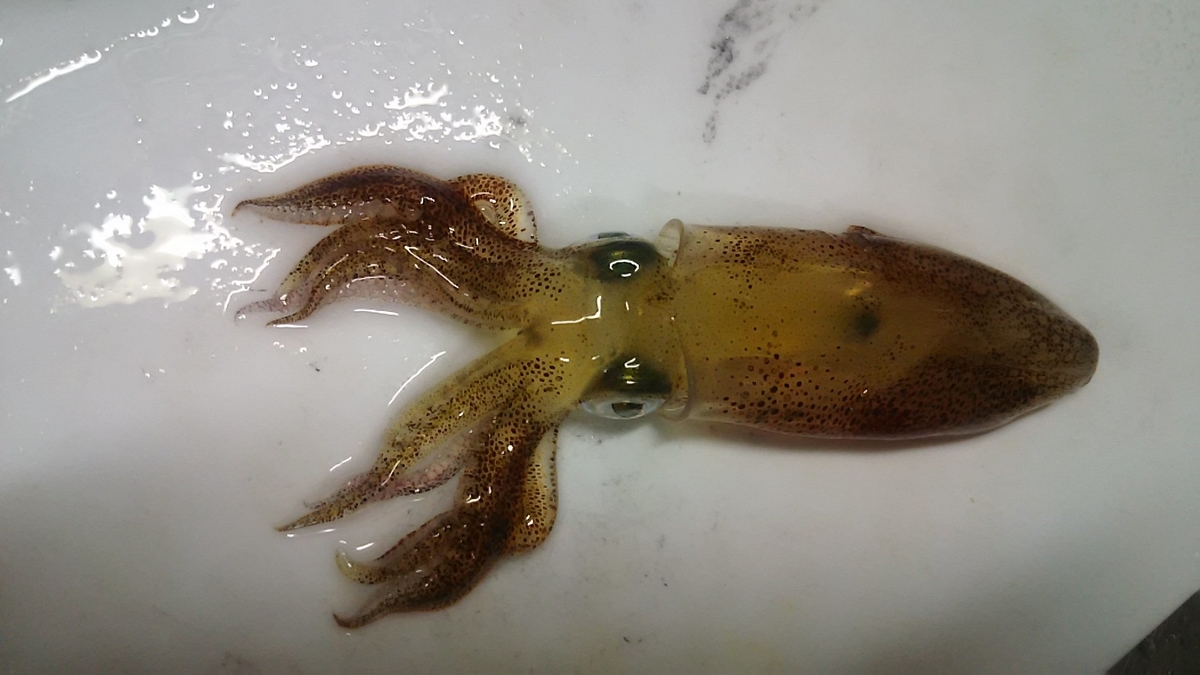 f:id:flyfisher417:20191111175130j:plain f:id:flyfisher417:20191111175130j:plain