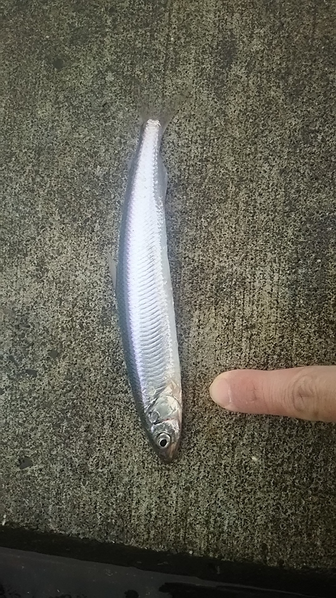 f:id:flyfisher417:20191214223041j:plain