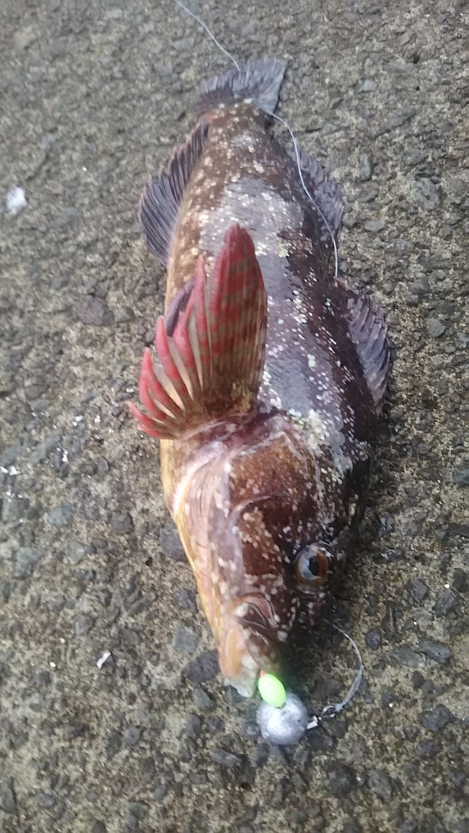 f:id:flyfisher417:20191214225635j:plain