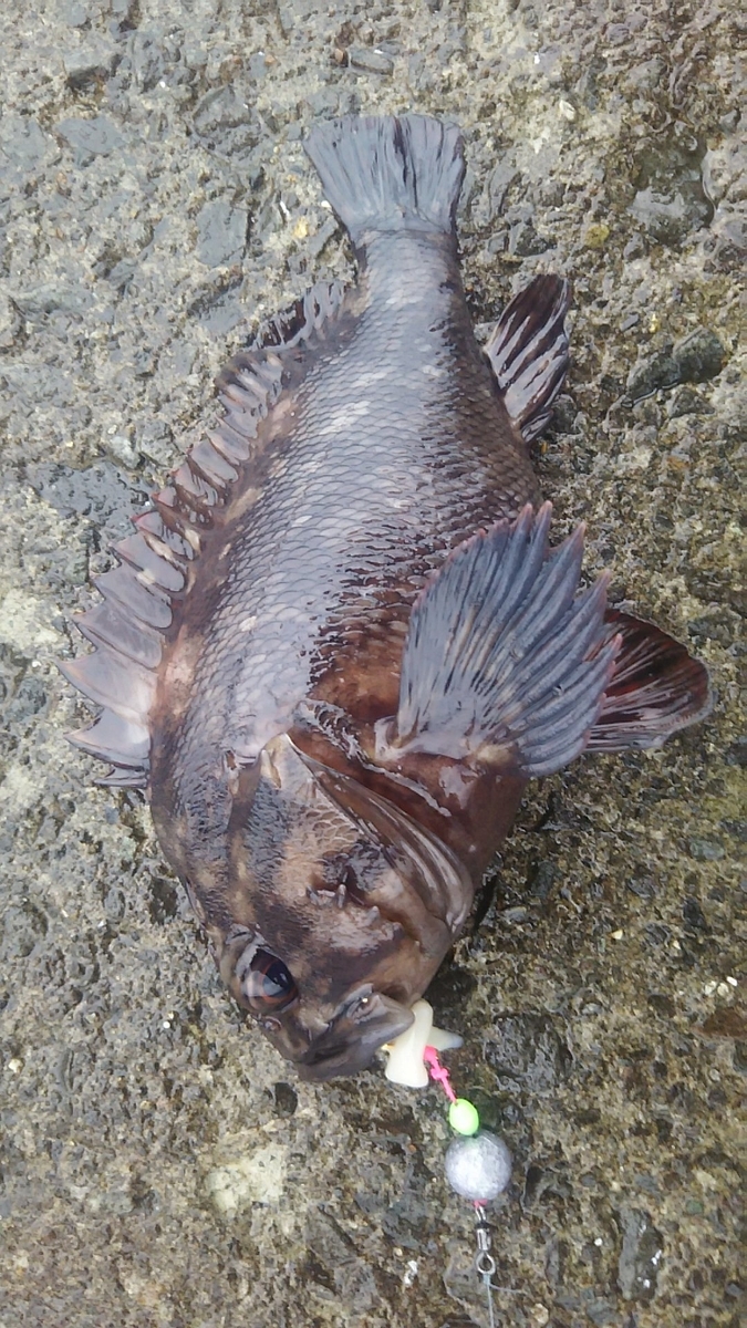 f:id:flyfisher417:20191214225941j:plain