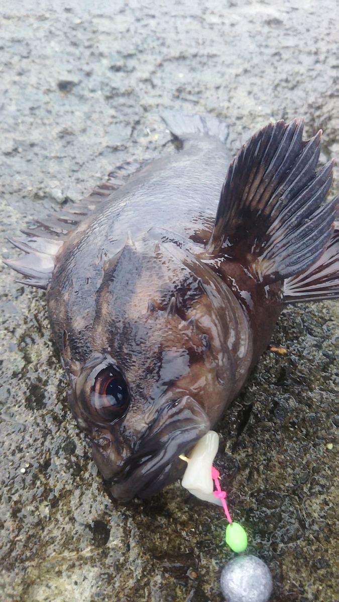 f:id:flyfisher417:20191214230051j:plain