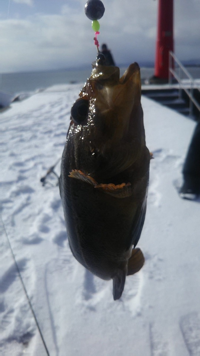 f:id:flyfisher417:20200104153120j:plain f:id:flyfisher417:20200104153120j:plain