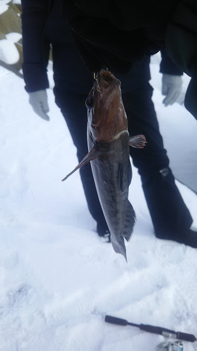 f:id:flyfisher417:20200104153210j:plain f:id:flyfisher417:20200104153210j:plain