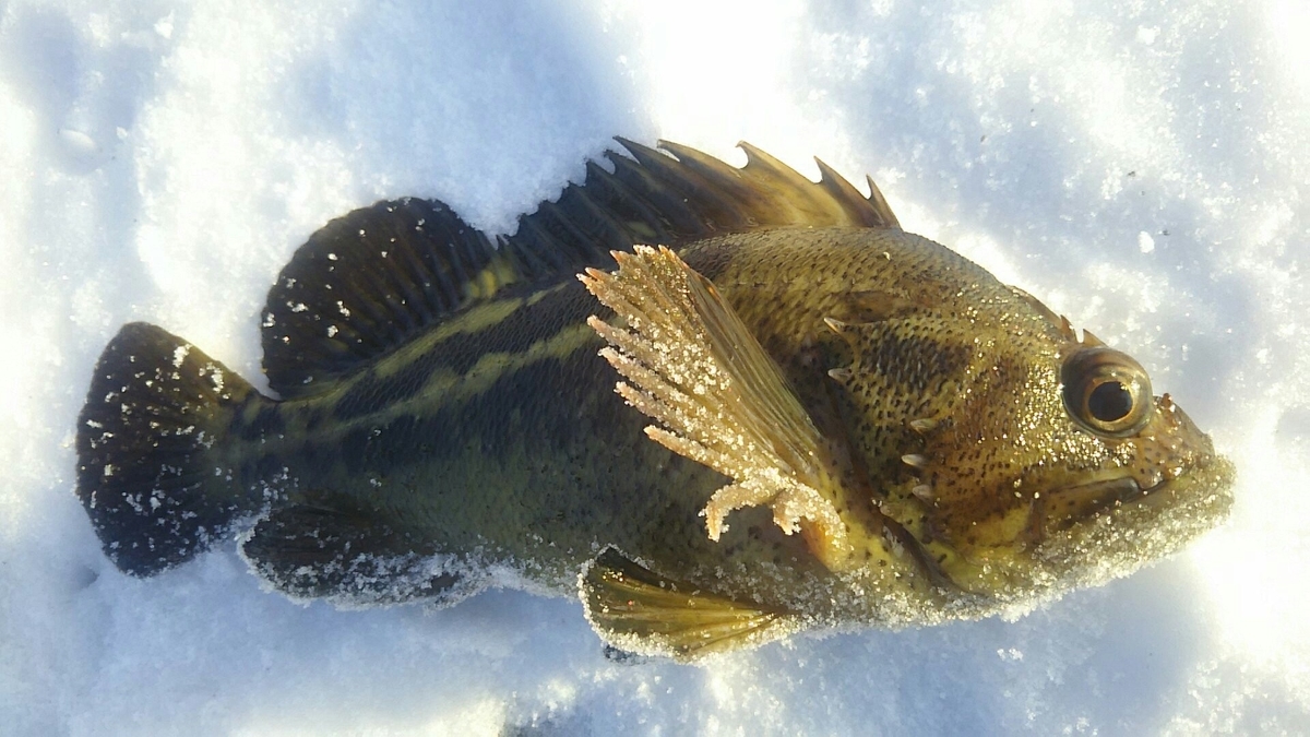 f:id:flyfisher417:20200107124733j:plain