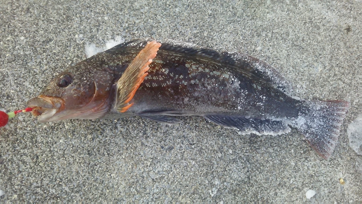 f:id:flyfisher417:20200107181422j:plain