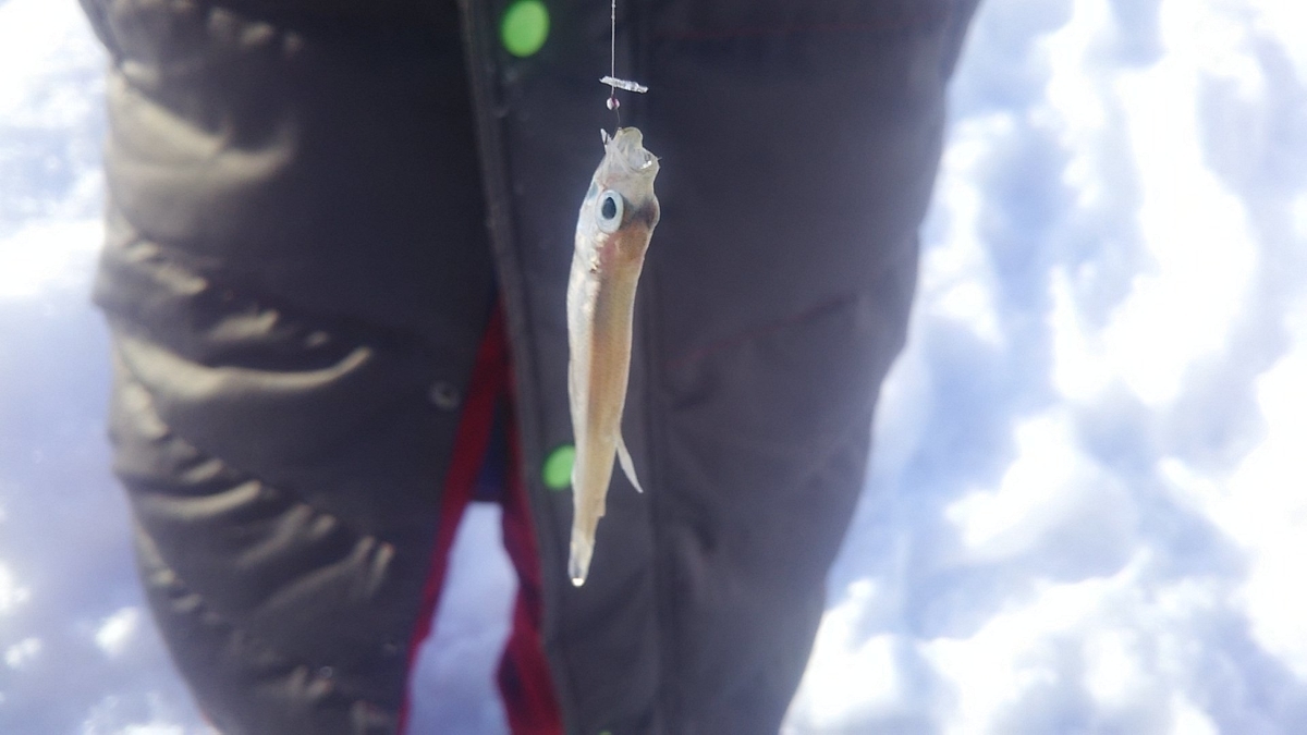 f:id:flyfisher417:20200119112640j:plain f:id:flyfisher417:20200119112640j:plain