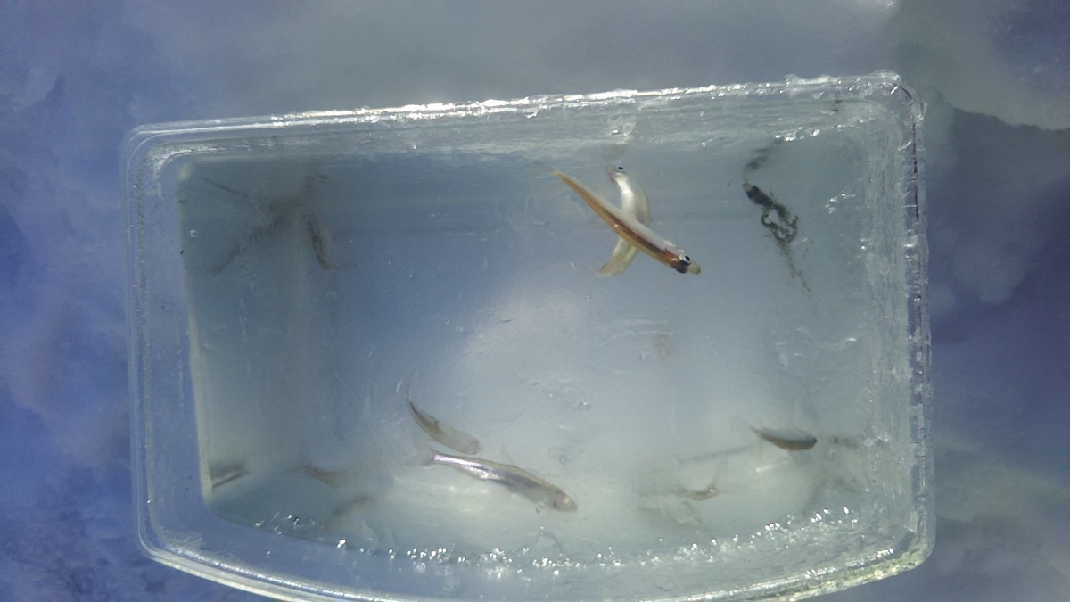 f:id:flyfisher417:20200119112832j:plain f:id:flyfisher417:20200119112832j:plain