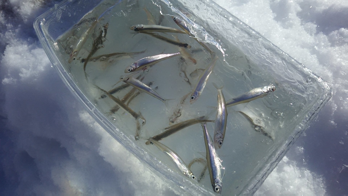 f:id:flyfisher417:20200120120745j:plain f:id:flyfisher417:20200120120745j:plain