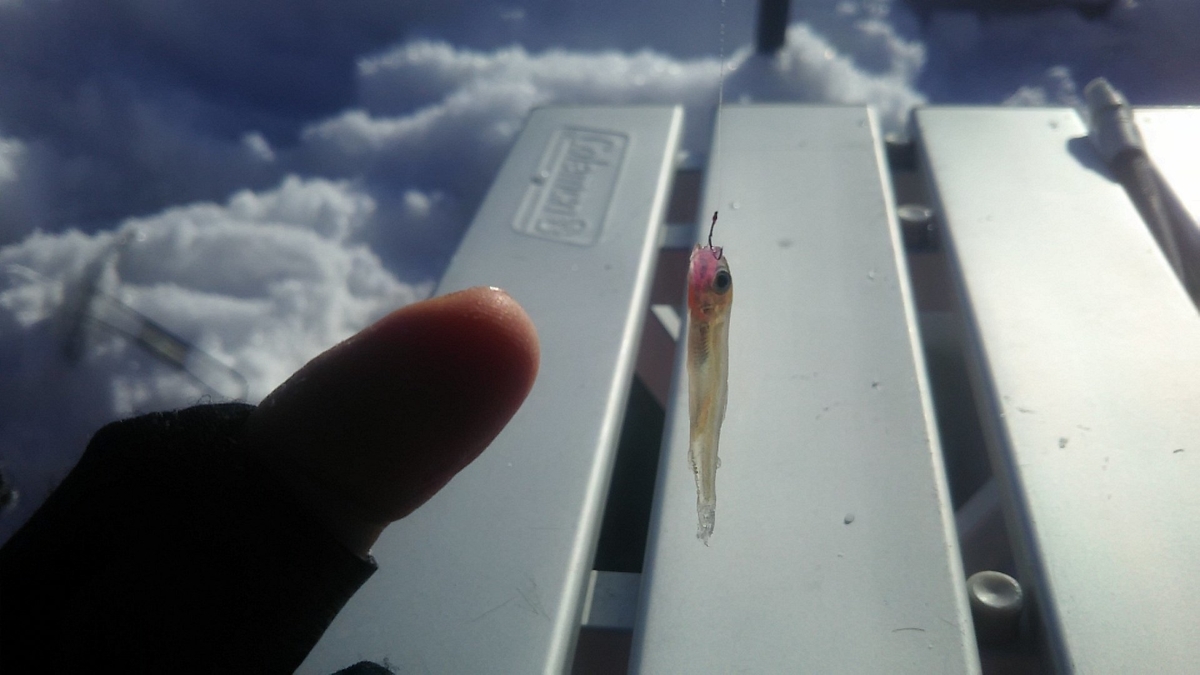 f:id:flyfisher417:20200120121351j:plain f:id:flyfisher417:20200120121351j:plain