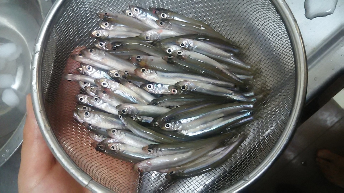 f:id:flyfisher417:20200120125217j:plain f:id:flyfisher417:20200120125217j:plain