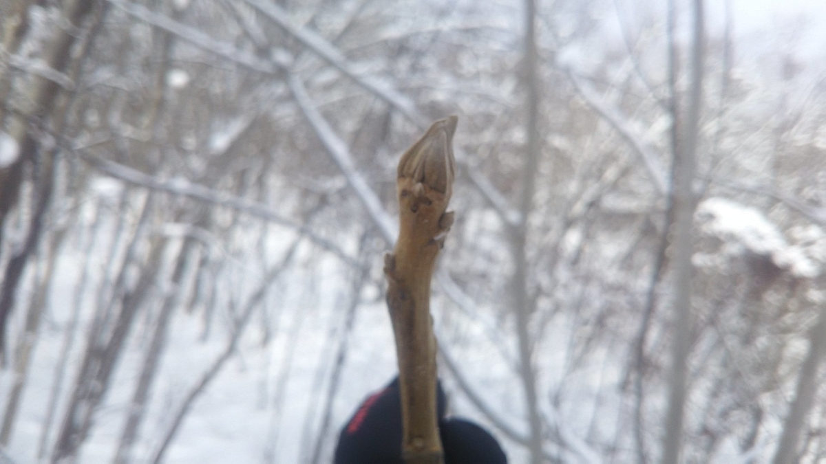 f:id:flyfisher417:20200208221954j:plain f:id:flyfisher417:20200208221954j:plain