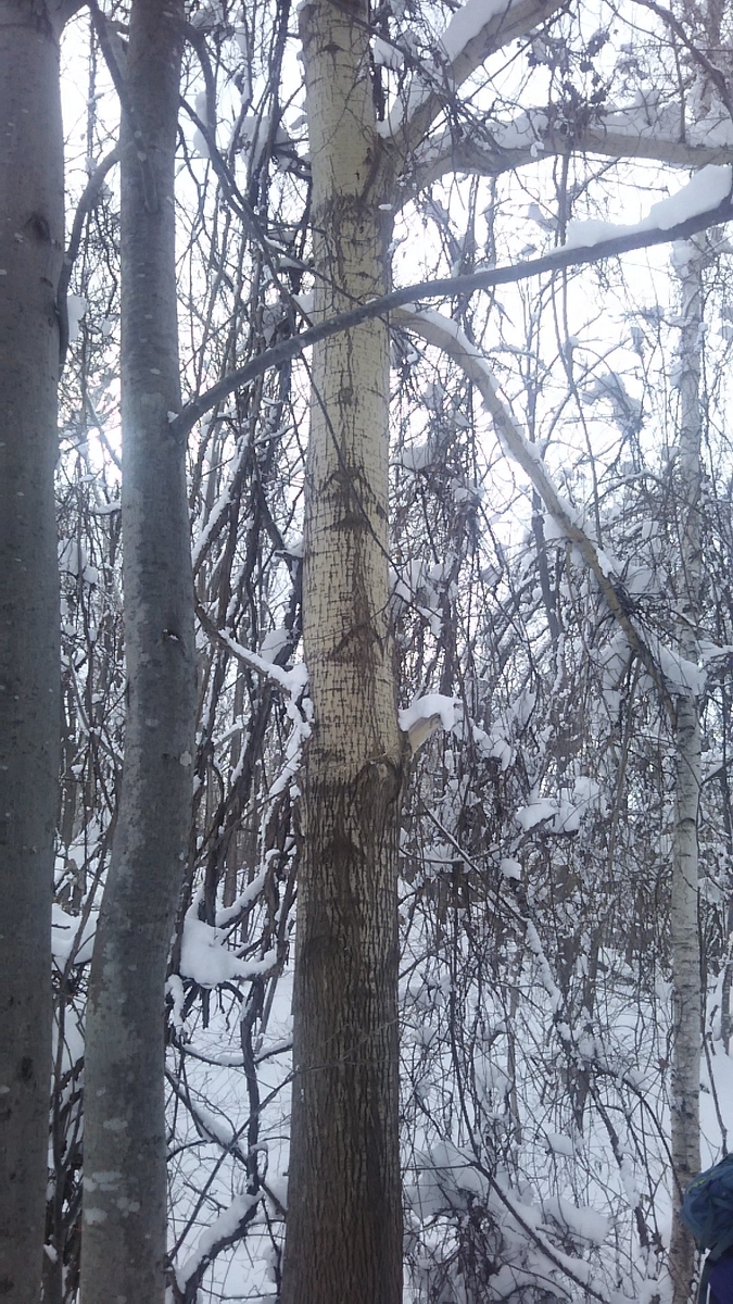 f:id:flyfisher417:20200208222242j:plain f:id:flyfisher417:20200208222242j:plain