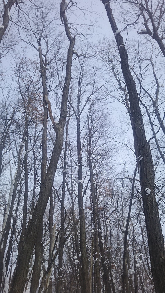 f:id:flyfisher417:20200208225232j:plain f:id:flyfisher417:20200208225232j:plain