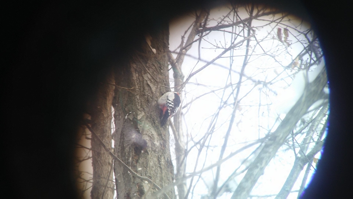 f:id:flyfisher417:20200208225321j:plain f:id:flyfisher417:20200208225321j:plain
