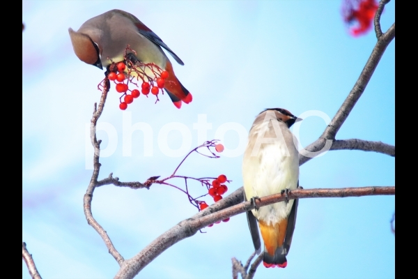 f:id:flyfisher417:20200208231834j:plain f:id:flyfisher417:20200208231834j:plain