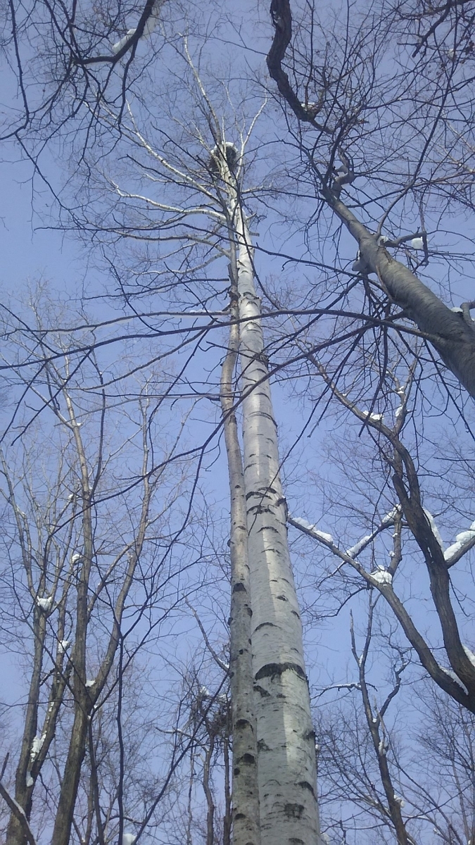 f:id:flyfisher417:20200208231943j:plain f:id:flyfisher417:20200208231943j:plain