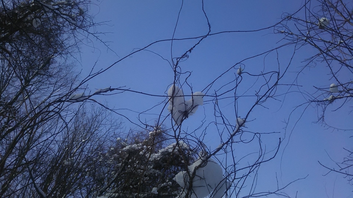 f:id:flyfisher417:20200208234532j:plain f:id:flyfisher417:20200208234532j:plain