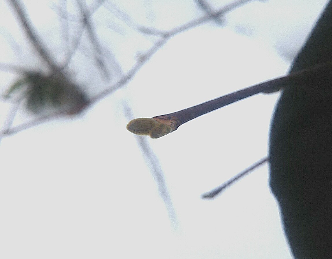 f:id:flyfisher417:20200209071921j:plain f:id:flyfisher417:20200209071921j:plain