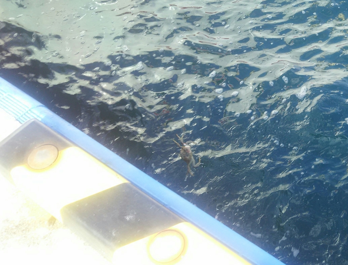 f:id:flyfisher417:20200307145336j:plain