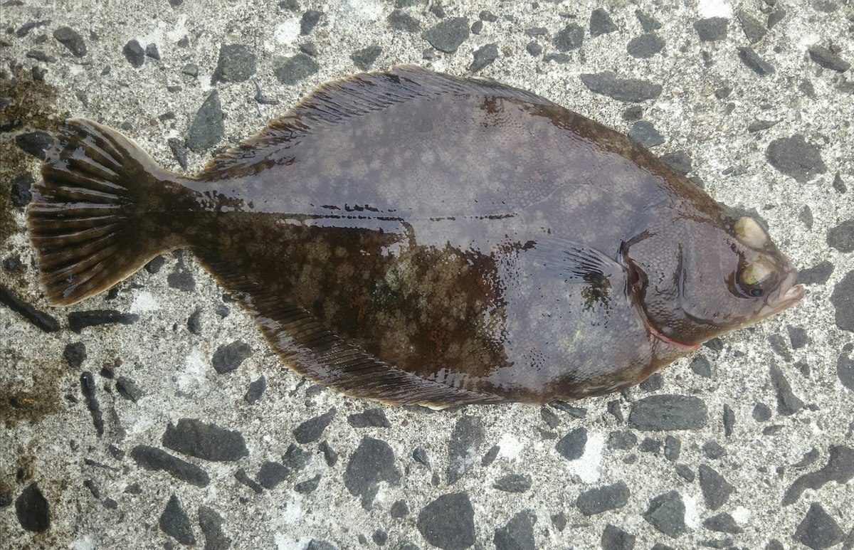f:id:flyfisher417:20200308123405j:plain