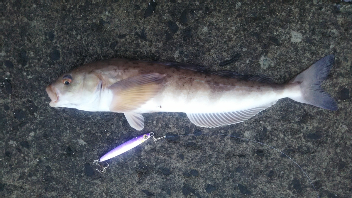 f:id:flyfisher417:20200314060458j:plain f:id:flyfisher417:20200314060458j:plain