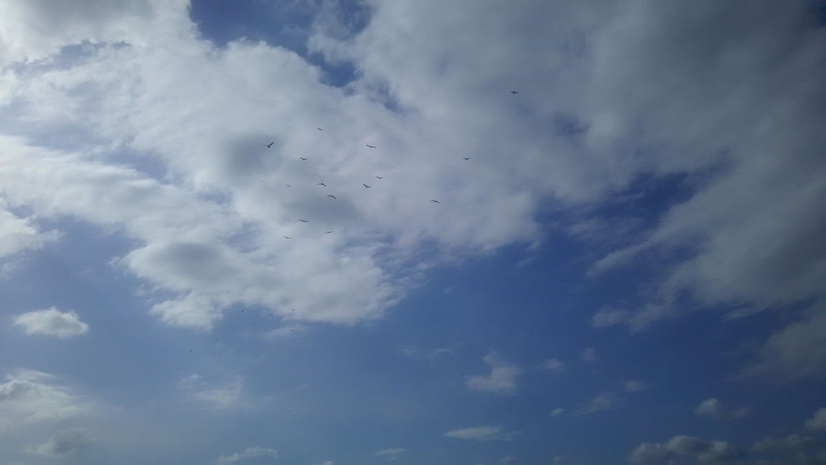 f:id:flyfisher417:20200314142159j:plain f:id:flyfisher417:20200314142159j:plain