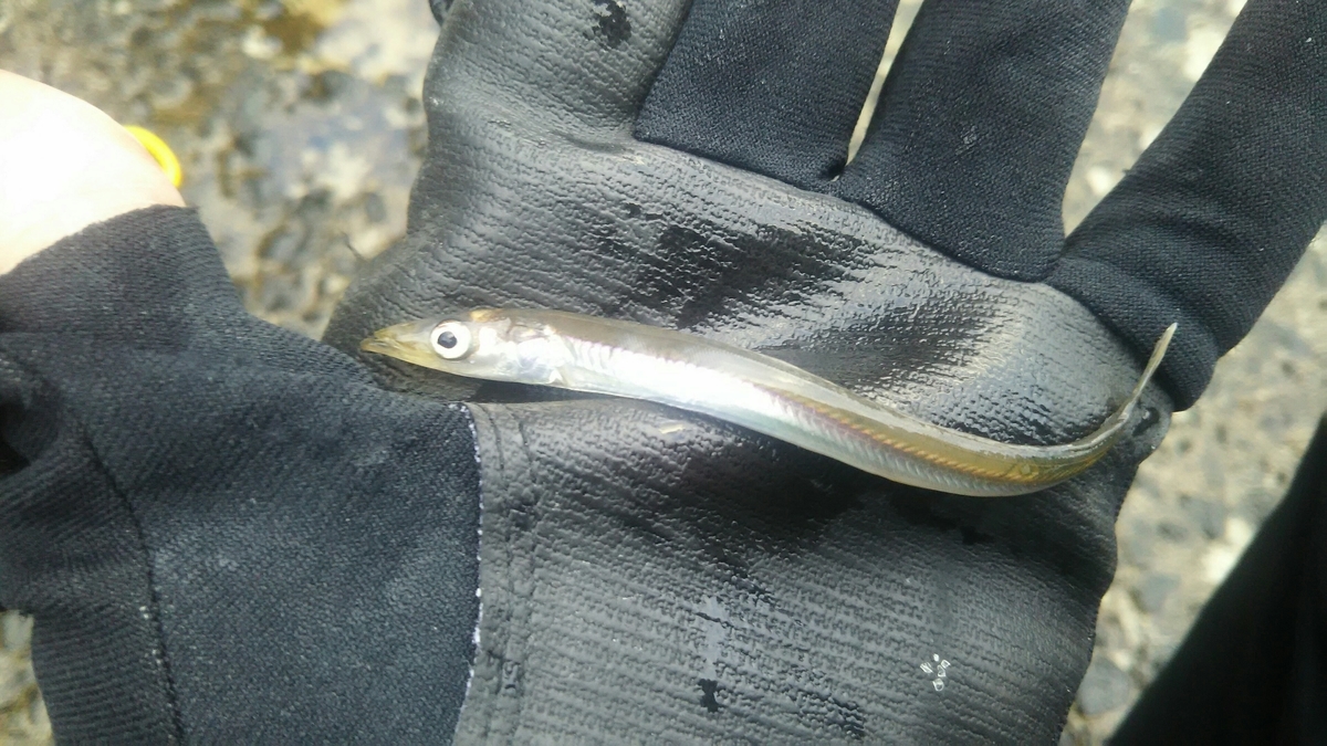 f:id:flyfisher417:20200316174831j:plain f:id:flyfisher417:20200316174831j:plain