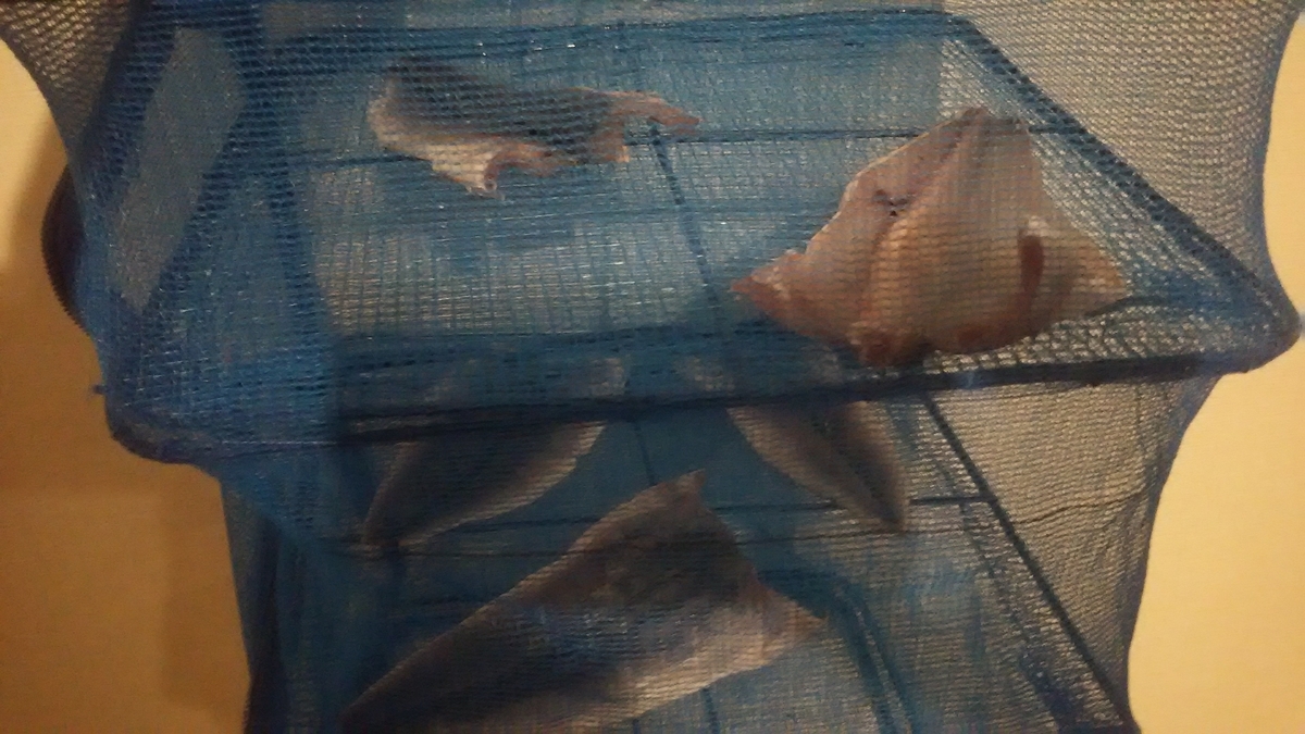 f:id:flyfisher417:20200316185208j:plain f:id:flyfisher417:20200316185208j:plain