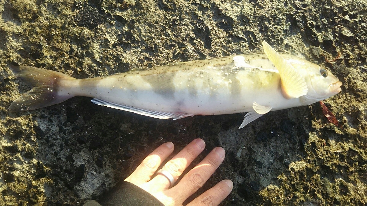 f:id:flyfisher417:20200322202818j:plain